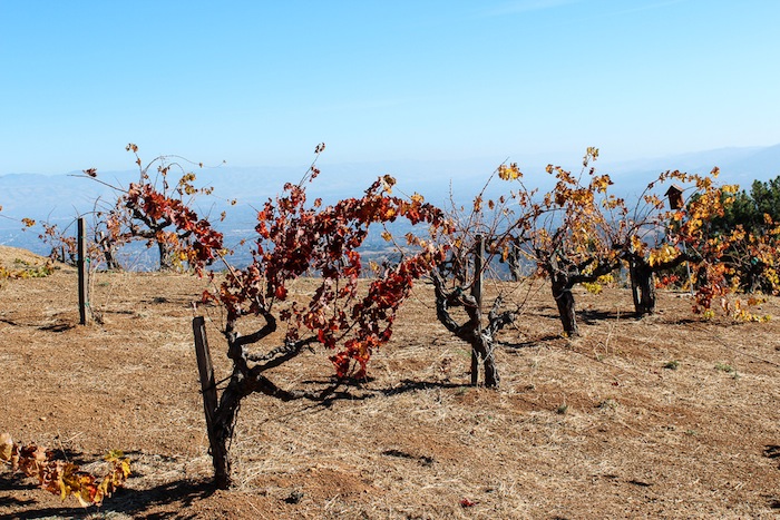 Santa Cruz Mountains Wineries