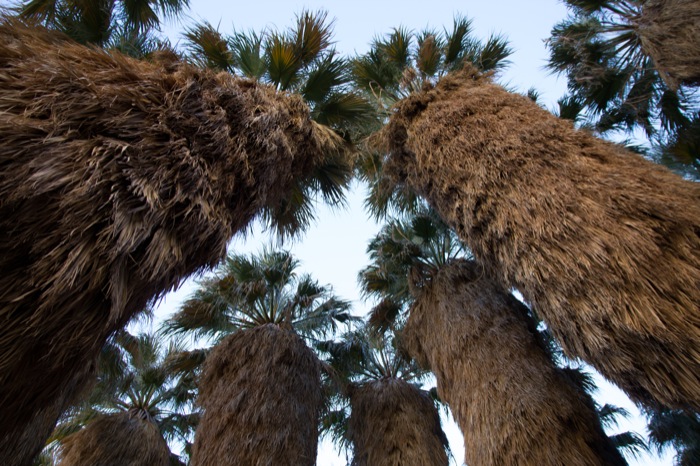 palmiers de californie