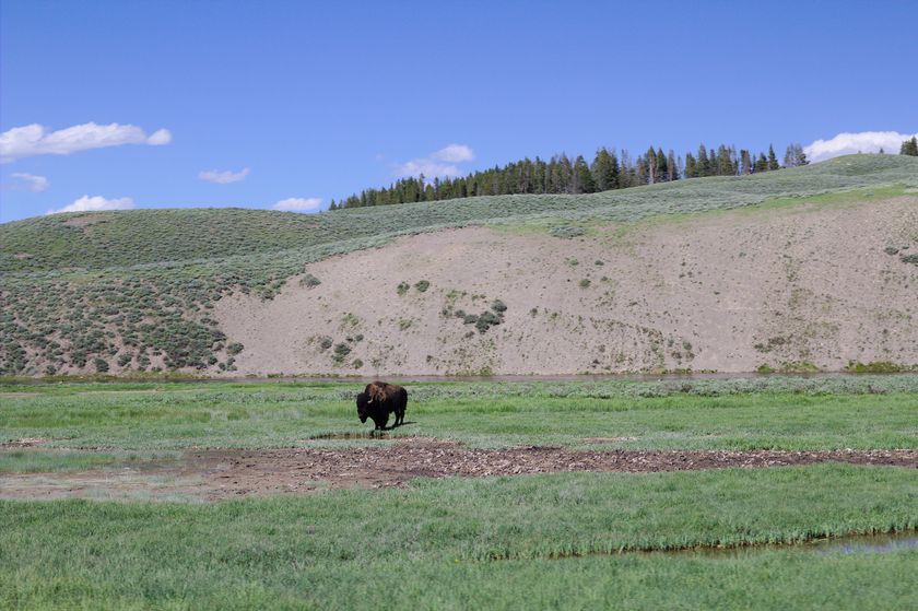 Bison à Yellowstone