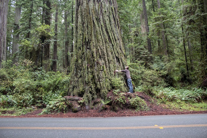 sequoia géant dans le Redwood National Park