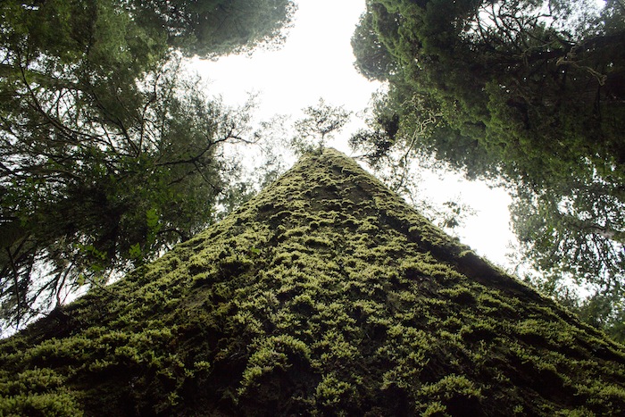 mousse sur un séquoia