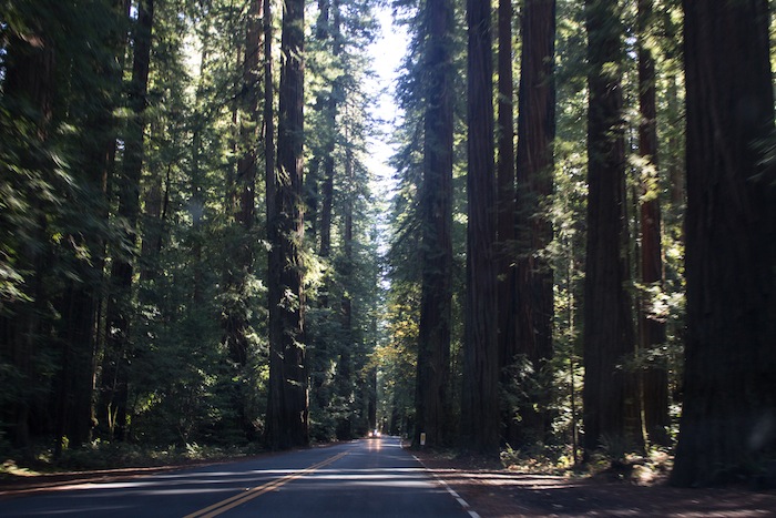 Redwoods National Park en Californie aux Etats-Unis
