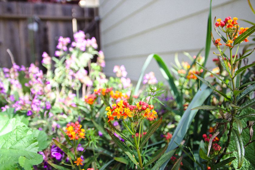 Fleurs Jardin Californie