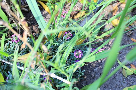 Petites fleurs violettes