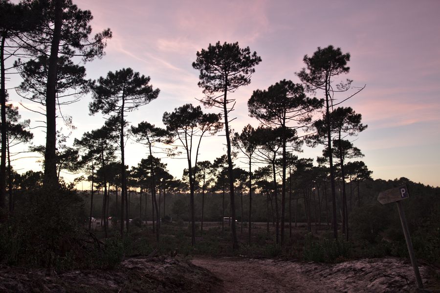 les pins au coucher du soleil