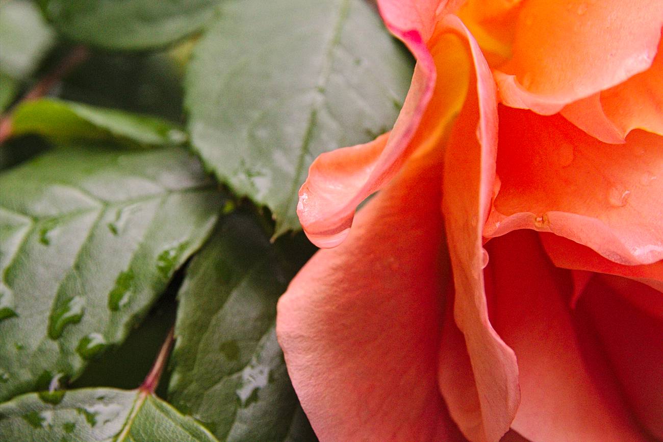 La rose du désert, une plante d'intérieur facile - Hortus Focus I mag